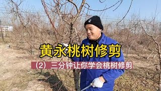 黄永桃树修剪（2）三分钟让你学会桃树修剪#微光点亮乡村