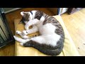 猫の眩しい時のポーズ