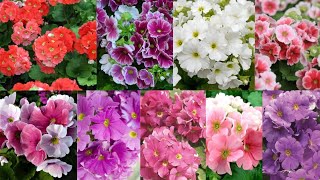 Primula Obconica Care Guide In Nepali Language With Special Fertilizer Tips For Lots of Flowers |