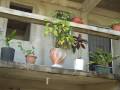 Belize Punta Gorda