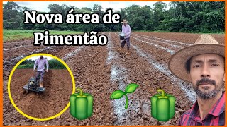 🫑🌱Preparando nova área para plantar pimentão verde 🫑🌱