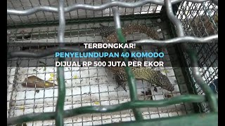 Terbongkar! Penyelundupan 40 Komodo Dijual Rp 500 Juta Per Ekor