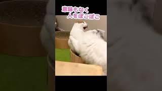 恥ずかしいカッコをさせられる先住猫 #Shorts 【猫アテレコ】