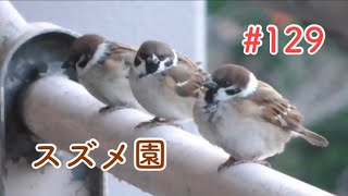 スズメさんの日常#129