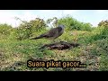 Suara tekukur Pikat... gacor menekan