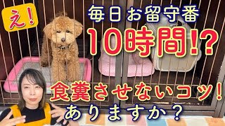 長時間お留守番で食糞対策できるのか？【№189】