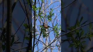 ヤマガラさん、行ったり来たり#野鳥 #birds #ヤマガラ #shorts