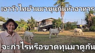 เอาวัวไทยบ้านมาขุนจะขาดทุนหรือกำไร สุดยอดไอเดีย เปลี่ยนแนวคิดเพื่ออะไรจะดีขึ้น วัวไทบ้าน คนเลี้ยงวัว