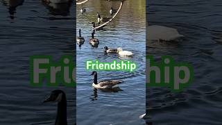 Friendship between crested duck and mallards アヒルとマガモの友情 #shorts