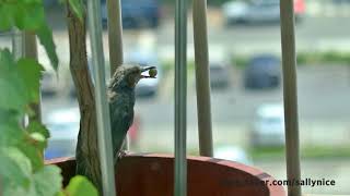 머루포도 먹으러 오는 직박구리ㅣ Brown-eared BulbulㅣKorean Wild Bird