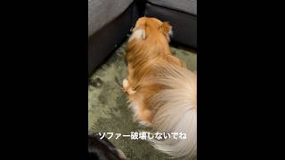 赤ちゃんのときはソファーの下がお気に入りだったけど、もう入れない事にただただ怒ってるチャンくんの動画