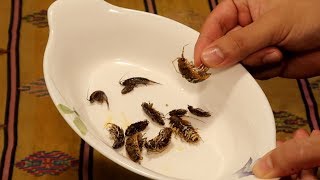 바다 바퀴벌레 갯강구를 먹어보자! Eat Cockroach