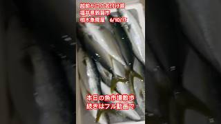 #激安  #魚屋　#市場散歩 #相木魚問屋　2024/10/17の市場 #おすすめ #いいね下さい