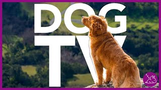 DOG TV - 15 HOURS OF THE MOST ENTERTAINING  FOR DOGS!