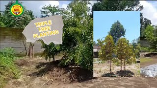 POLA TANAM TRIPLE TREE PLANTING PADA POHON DURIAN