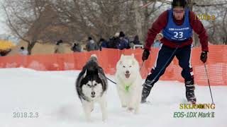 2.3.2018  第７回　えにわ　犬ぞり大会 v11