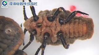 オオワラジカイガラムシのオモテウラ