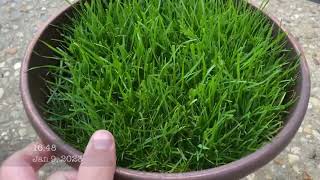 Үндэслэг өндөр fescue нь боловсорч гүйцсэн өвс болж соёолж буй үр