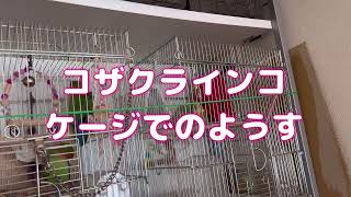 コザクラインコケージでの様子見てみた😆💫互いの羽繕いや伸びなどゆったり過ごしています