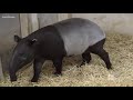 Baby tapir at Minnesota Zoo