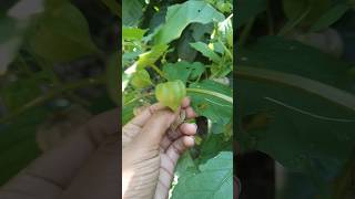 Golden berries | Chinju Joseph #goldenberry #organic