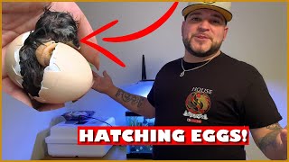 HOW TO HATCH CHICKEN EGGS (START TO FINISH)