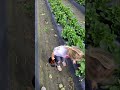 kids are collecting fruits and vegetables on the genuine farm.