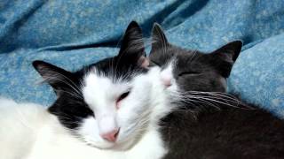 Two cats resting together - part 2