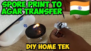 spore print to agar transfer | clumsyboi tek