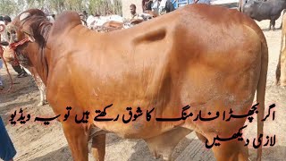 Most Beautiful Oxe in chowk Azam mandi||چوک اعظم منڈی میں بہت ہی خوبصورت بیلوں کا ہجوم