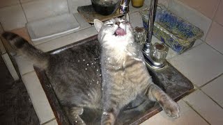 When you have a cat who is obsessed with water 😂 Funny ANIMALS s