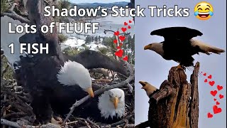 Shadow's Stick Tricks \u0026 Dance 🤣 1🐟 for Jackie🦅 2 Large Sticks \u0026 Lots of FLUFF! Chortles \u0026 Crop Drops