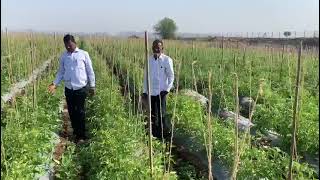 Review of Tomato Crop at Malegaon Farm Land of Venkateshwara Agro by CMD Shri Shivaji Dole Sir