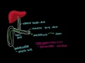 biliary tree gastrointestinal system physiology nclex rn khan academy