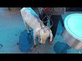 erragadda sunday pet s market hyderabad update