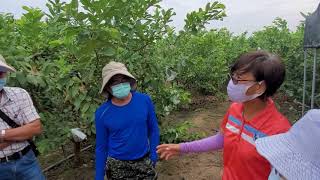 大樹區《林孟弦 芭樂園》光合菌使用心得分享