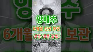 양배추 6개월 신선보관! 냉장·냉동 꿀팁! #양배추보관