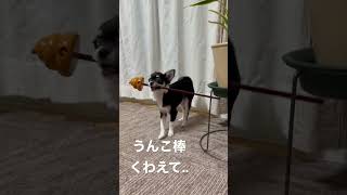 みんなウンコ大好きやよね？#チワワ