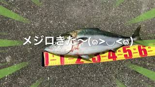 fishingmax垂水店7/14垂水一文字 　ガシラ・メジロ！