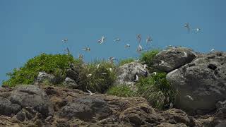 真夏の空にコアジサシ　本編　Little tern　奄美大島