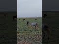 ат малтабу жылқы тұлпар horse life animals stallions nature жизнь