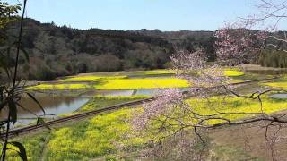 小湊鐵道 石神の菜の花畑