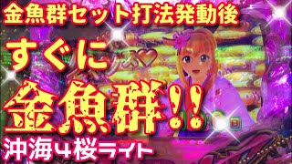 金魚群セット打法発動したら即「金魚群」が流れて夜桜全回転GETした‼︎『CRスーパー海物語IN沖縄4 桜バージョンライト199ver.』ぱちぱちTV【315】