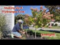 How to Stake Up a Leaning Limelight/Panicle Hydrangea Tree!🌸