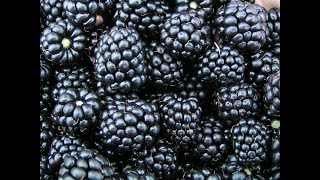 Blackberries 101 - Nutrition and Health Benefits