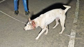 Without rescue this wound would have been the end of the Smiley-est boy...