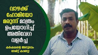 വാഴക്ക് ഹോമിയോ മരുന്ന് മാത്രം ഉപയോഗിച്ച് 1.5 മാസം കൊണ്ട് അതിവേഗ വളര്‍ച്ച. കര്‍ഷകന്‍റെ അനുഭവം കാണൂ.