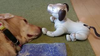 aiboと犬 #8 aibo and dog. 【アイボ】