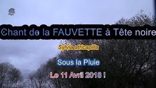 FAUVETTE à Tête noire/Chant/Pluie/Vent ! BRUITX