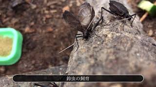 鈴虫の飼育